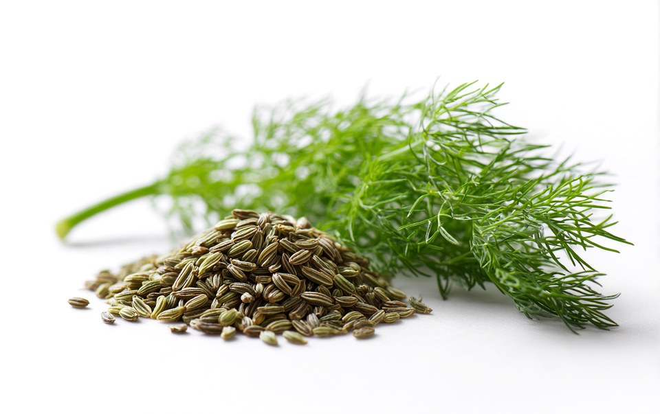 Fennel
