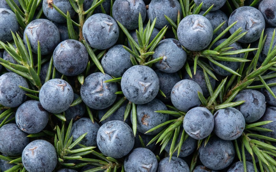 Juniper berries, the classic gin botanical, filling the frame
