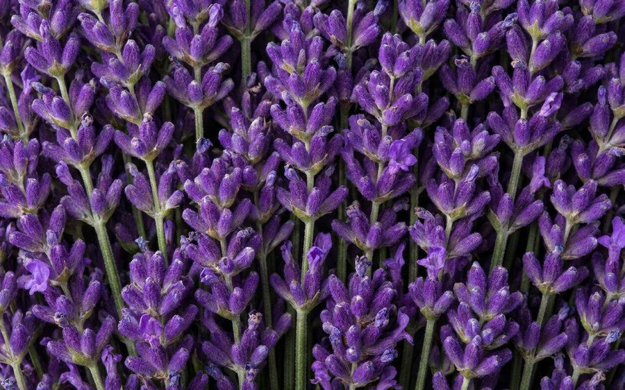 Fresh lavender flowers filling the frame