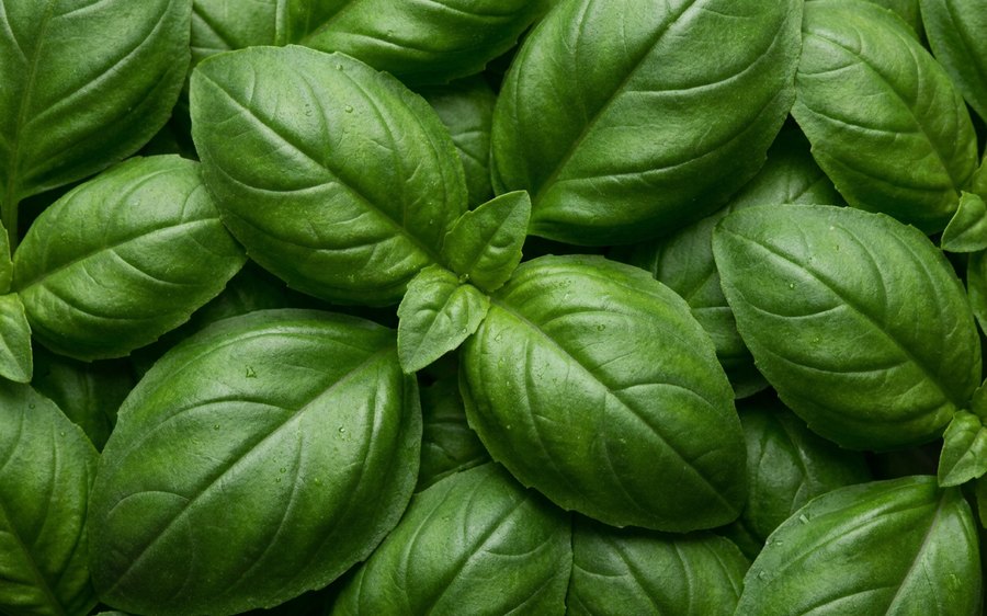 Fresh basil leaves filling the frame