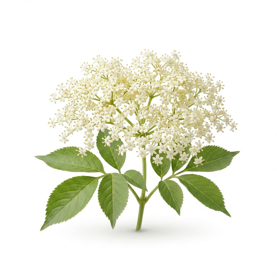 Elderflower in bloom